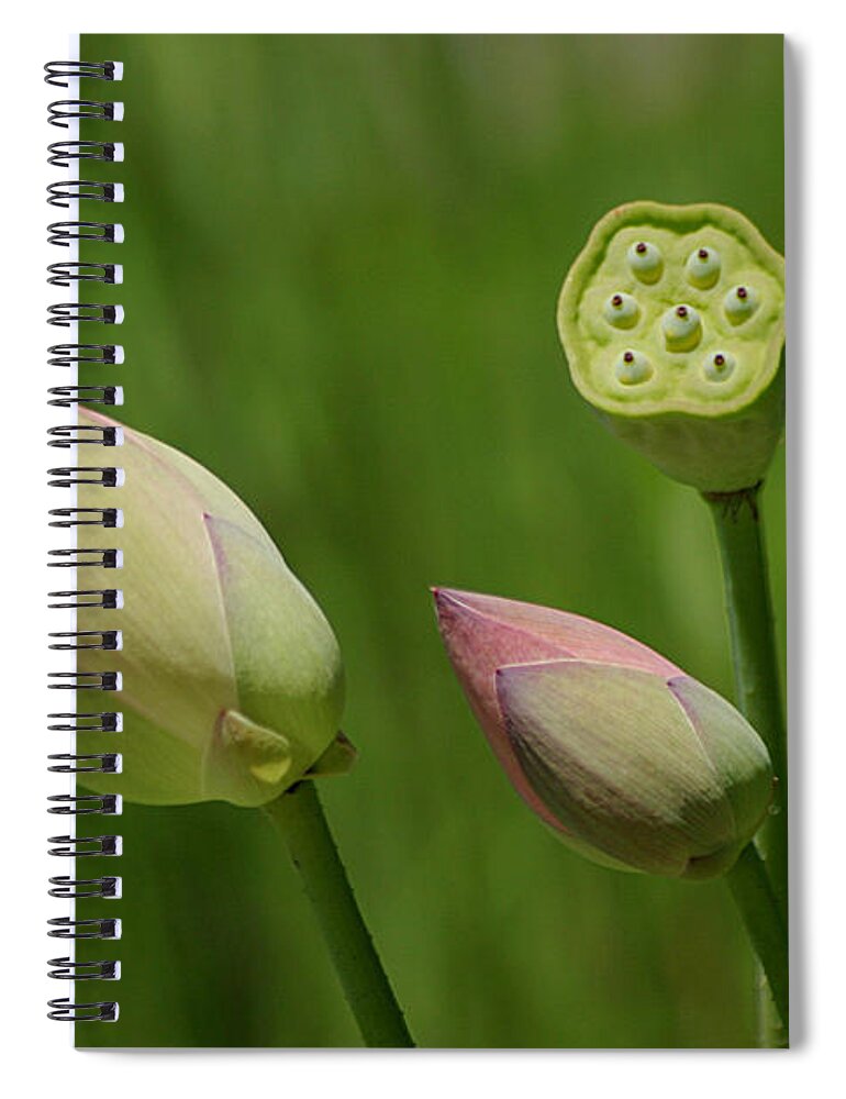 Water Lilies Spiral Notebook featuring the photograph Two Buds In A Shower by Living Color Photography Lorraine Lynch