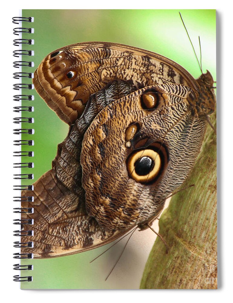 Caligo Spiral Notebook featuring the photograph Two Caligo Atreus Butterflies by Amanda Mohler