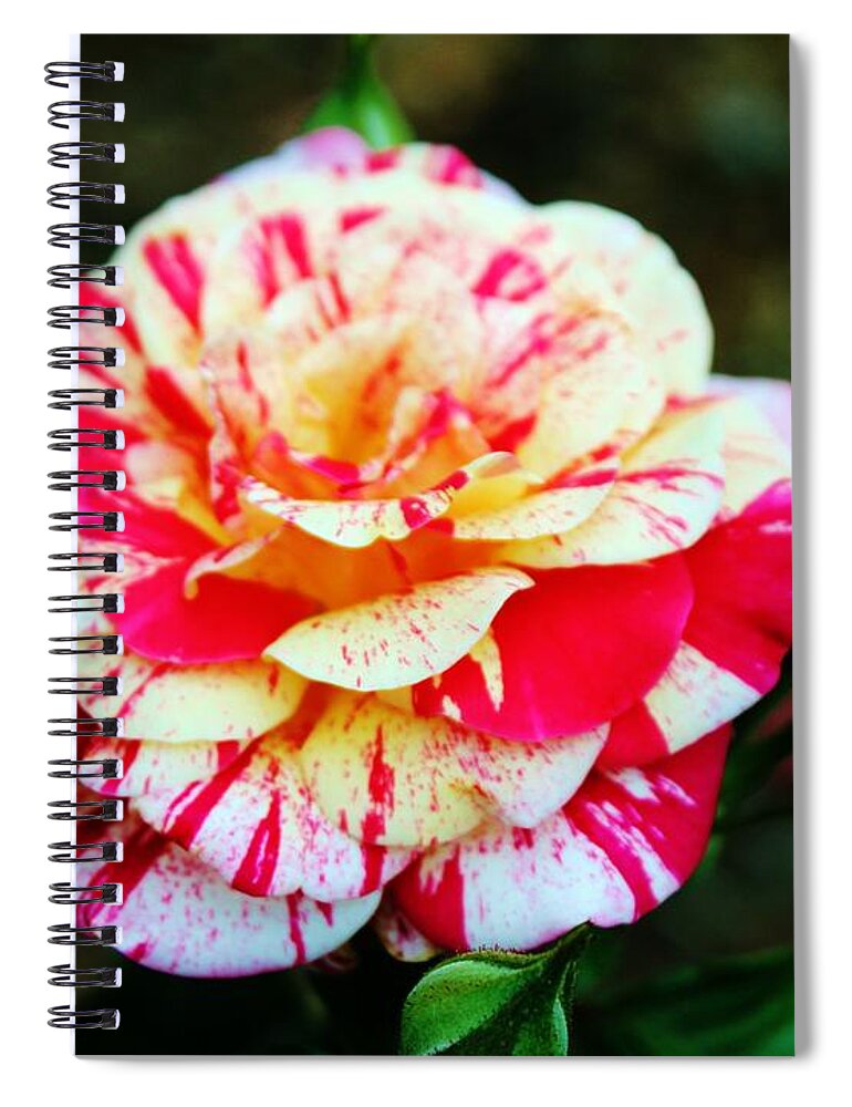 Bi Color Spiral Notebook featuring the photograph Two Colored Rose by Cynthia Guinn