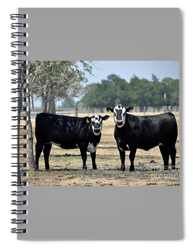 Cows Spiral Notebook featuring the photograph Two Cows by Savannah Gibbs