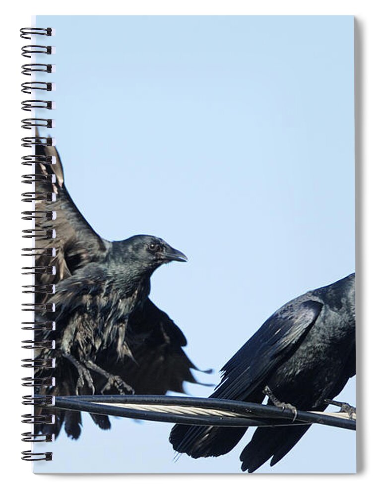 Crow Spiral Notebook featuring the photograph Two Crows on a wire by Bradford Martin