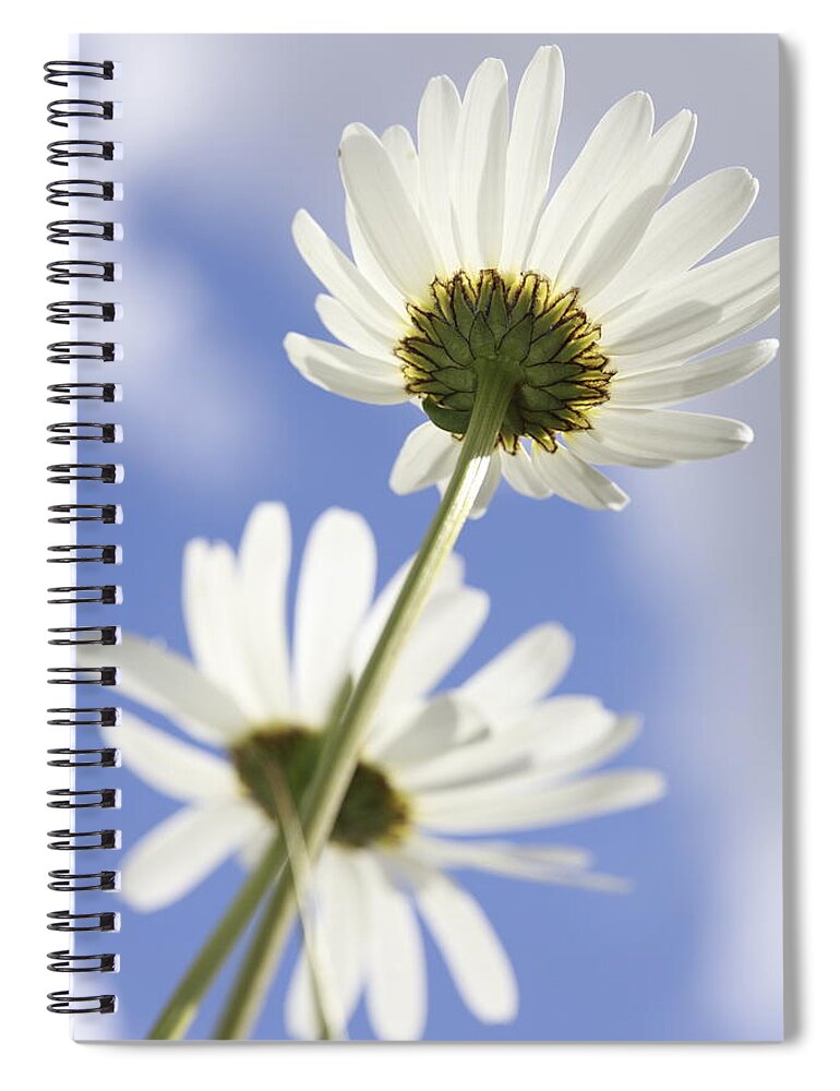 Asteraceae Spiral Notebook featuring the photograph Two daisies by Ulrich Kunst And Bettina Scheidulin