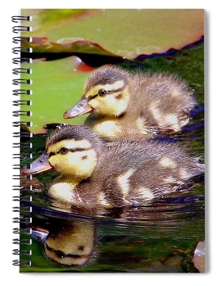 Ducklings Spiral Notebook featuring the photograph Two Ducklings by Amanda Mohler