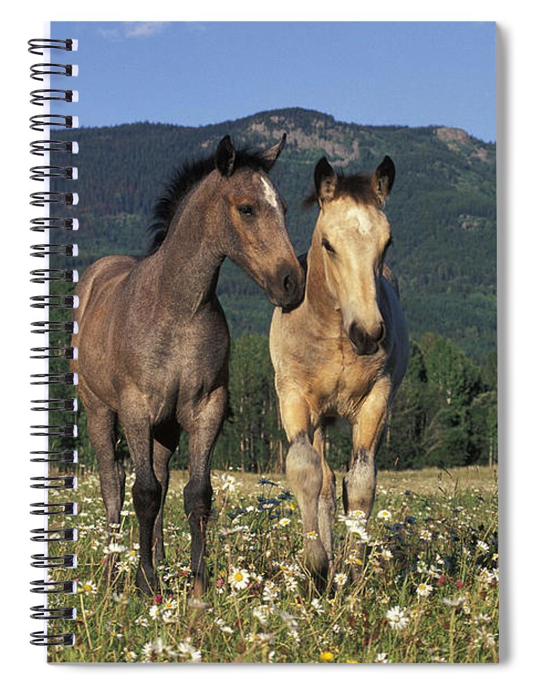 Horses Spiral Notebook featuring the photograph Two Fillies In Meadow by Rolf Kopfle
