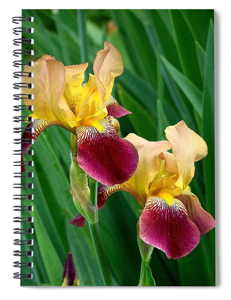 Fine Art Spiral Notebook featuring the photograph Two Iris by Rodney Lee Williams