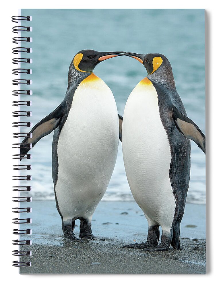 Black Color Spiral Notebook featuring the photograph Two King Penguins On A Beach In South by Elmvilla
