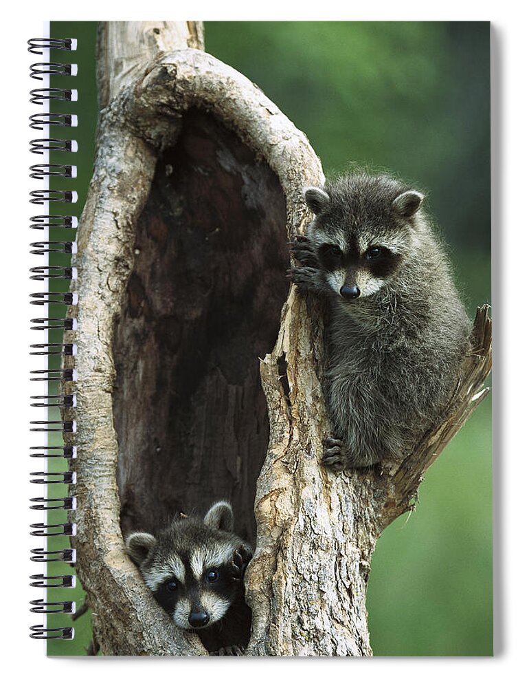 Feb0514 Spiral Notebook featuring the photograph Two Raccoon Babies Playing In Tree by Konrad Wothe