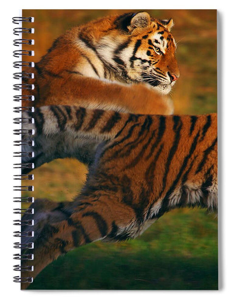 Two Spiral Notebook featuring the photograph Two running Siberian Tigers by Nick Biemans