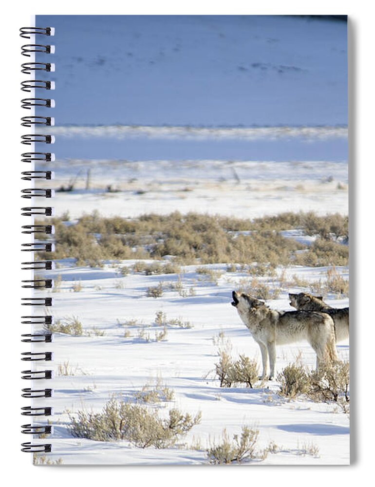 Gray Wolf Spiral Notebook featuring the photograph Two Sisters Howling by Deby Dixon