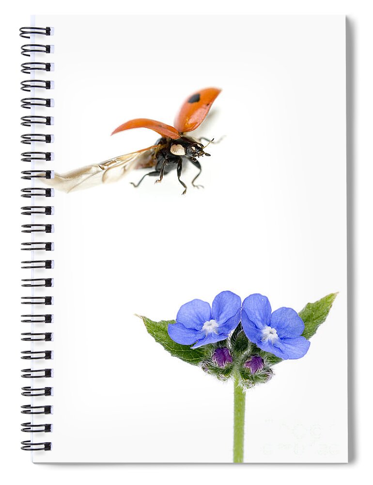 Two-spot Ladybug Spiral Notebook featuring the photograph Two Spot Ladybug by Mark Bowler