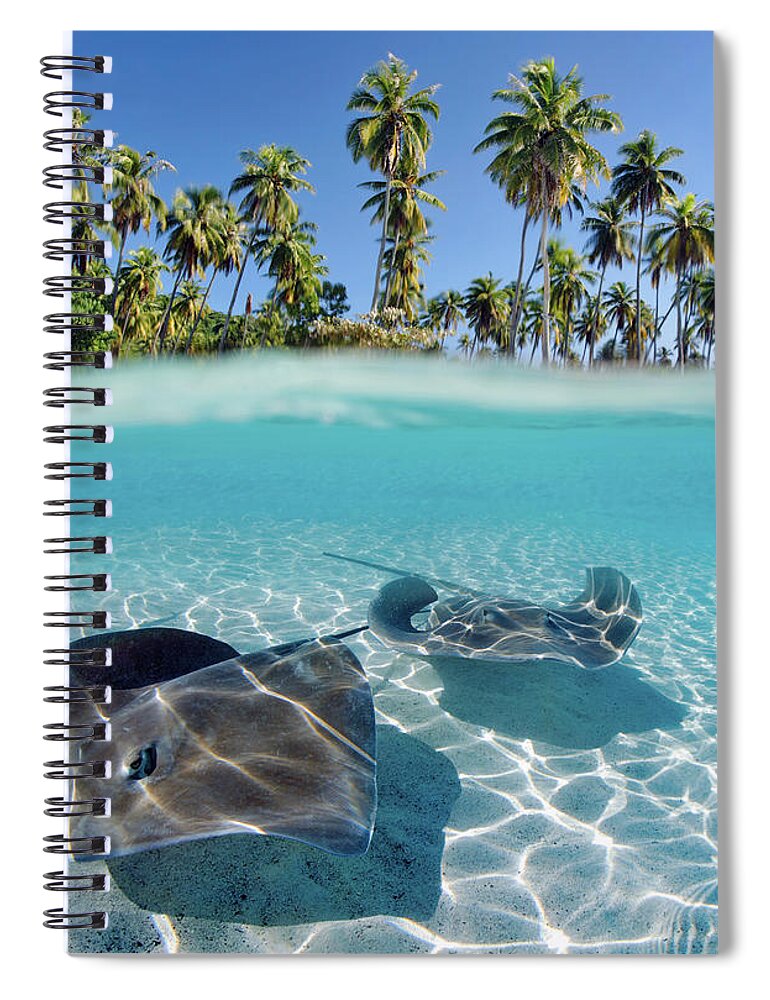Above Spiral Notebook featuring the photograph Two Stingrays 1 by M Swiet Productions