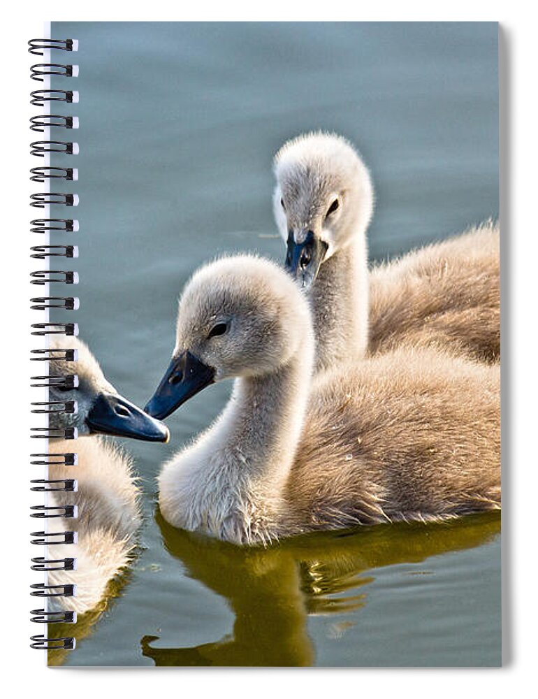 Ugly Duckling Spiral Notebook featuring the photograph Ugly Ducklings by Scott Carruthers