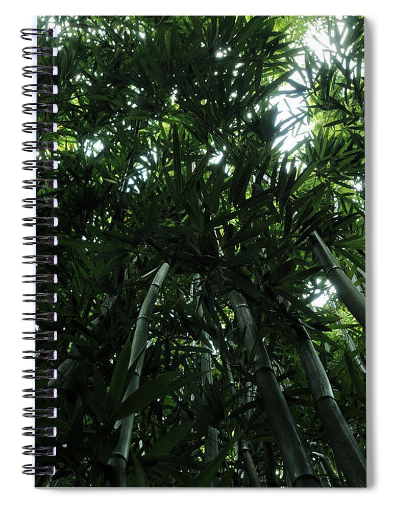 Bamboo Spiral Notebook featuring the photograph Under the Bamboo Haleakala National Park by Vivian Christopher