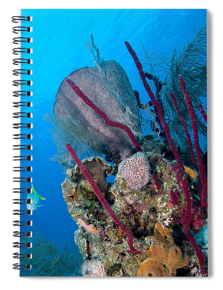Ocean Spiral Notebook featuring the photograph Underwater Scene by Jean Noren