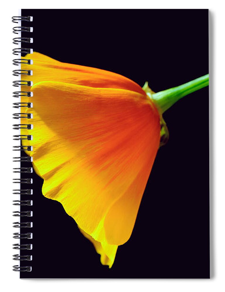Mexican Gold Poppy Spiral Notebook featuring the photograph Mexican Gold Poppy by Tamara Becker