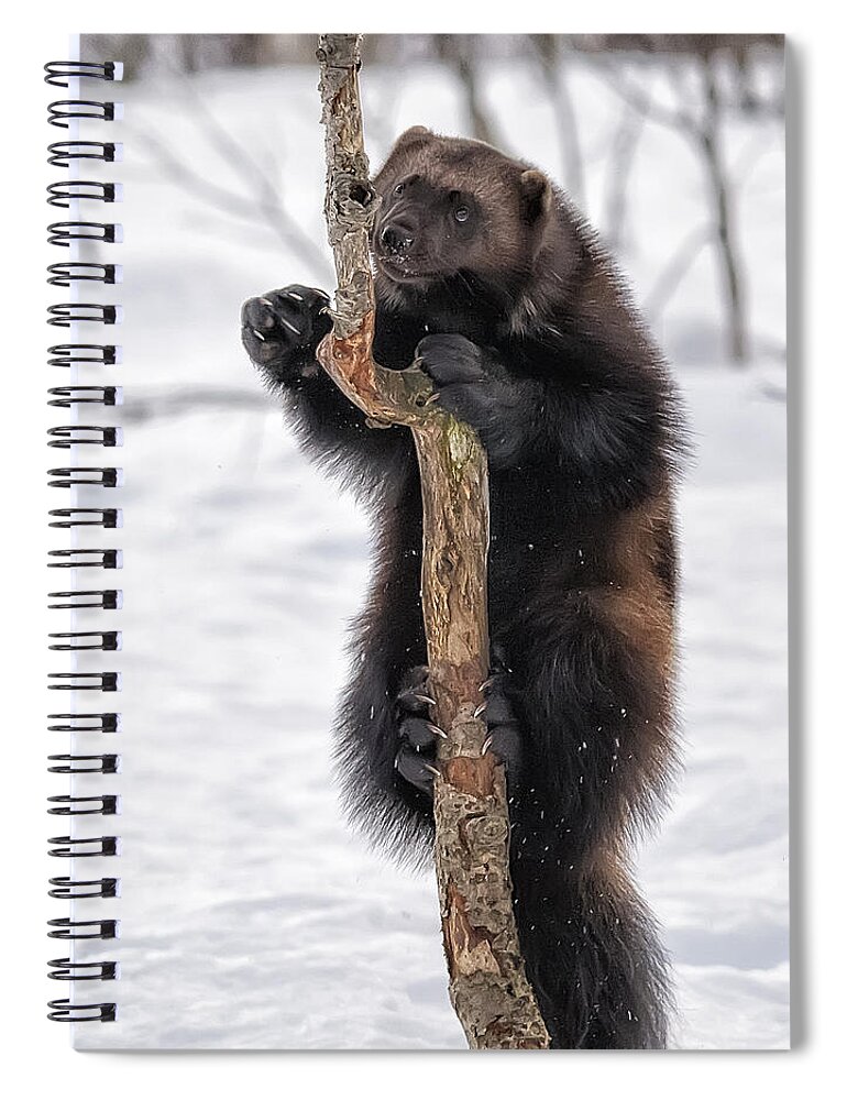 Wolverine Spiral Notebook featuring the photograph Up a Tree by Wade Aiken