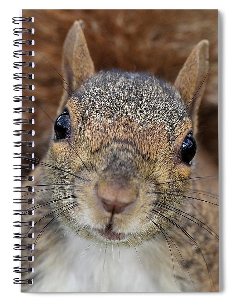 Squirrel Spiral Notebook featuring the photograph Up close by Doris Potter