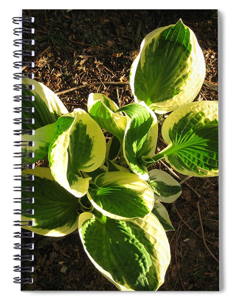 Hosta Spiral Notebook featuring the photograph Variegated Hosta at Sunset by Anne Nordhaus-Bike