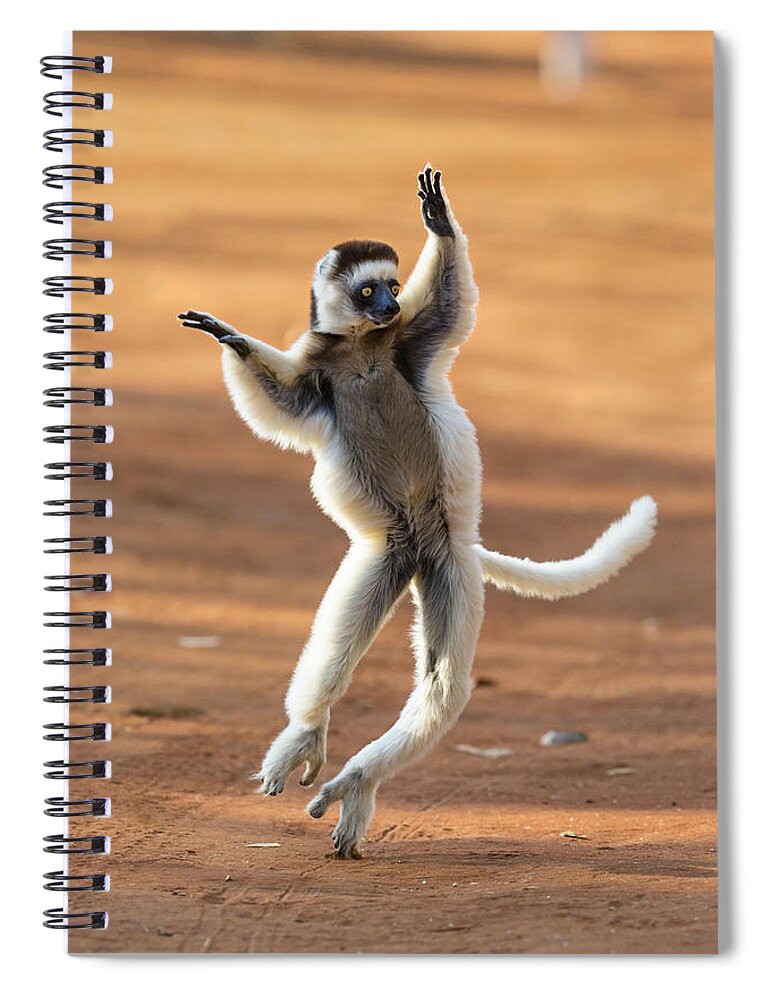 Feb0514 Spiral Notebook featuring the photograph Verreauxs Sifaka Hopping Madagascar by Konrad Wothe