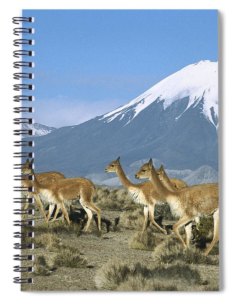 Feb0514 Spiral Notebook featuring the photograph Vicunas In The Andean Desert by Tui De Roy