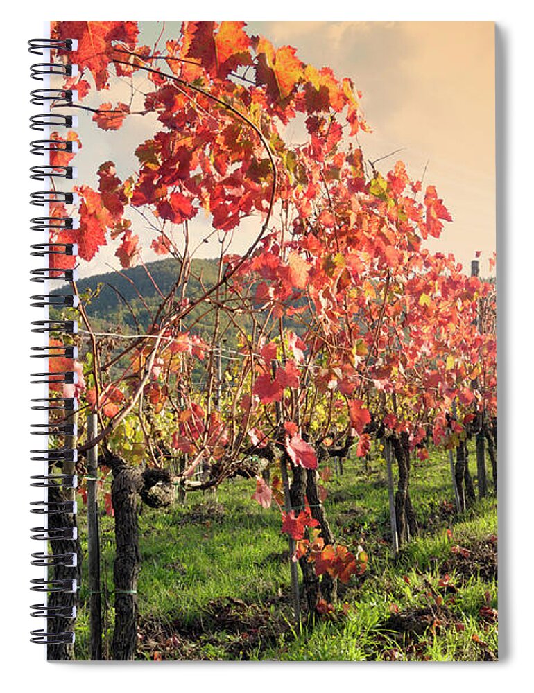 Scenics Spiral Notebook featuring the photograph Vineyard In Fall by Lisa-blue