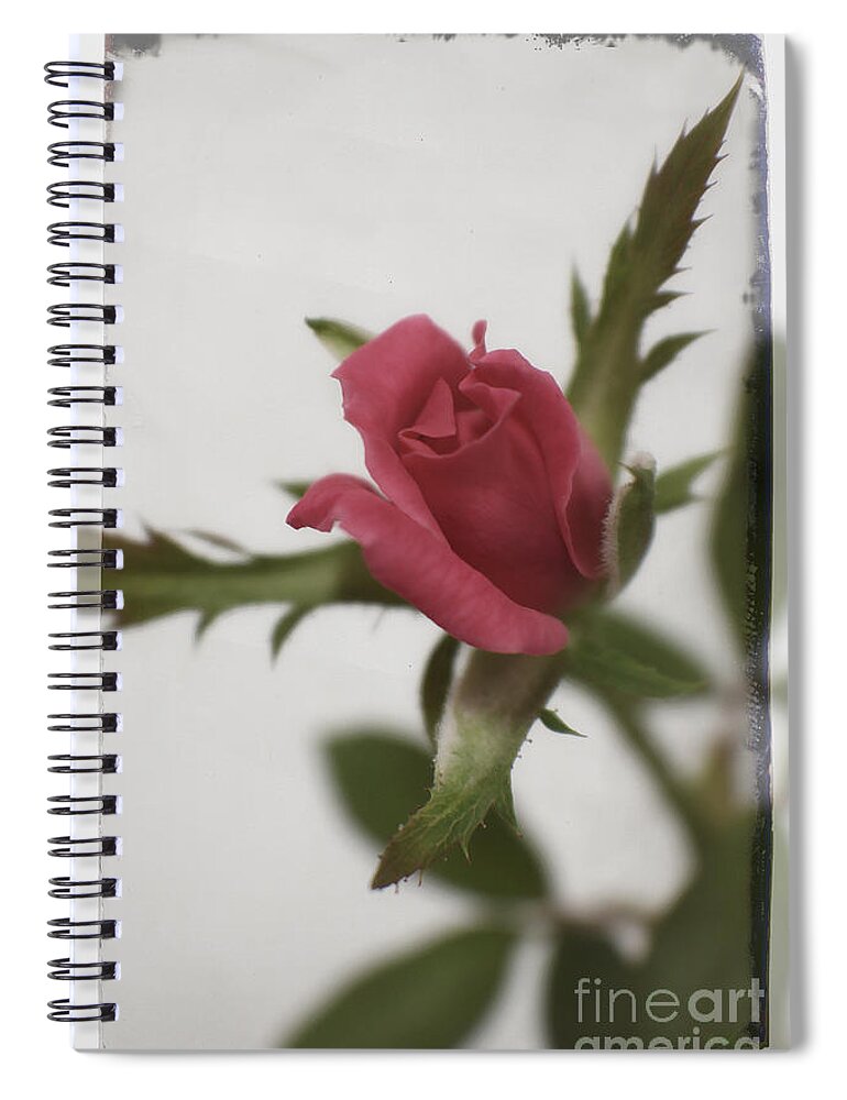 Rose Spiral Notebook featuring the photograph Vintage Antique Rose by Ella Kaye Dickey