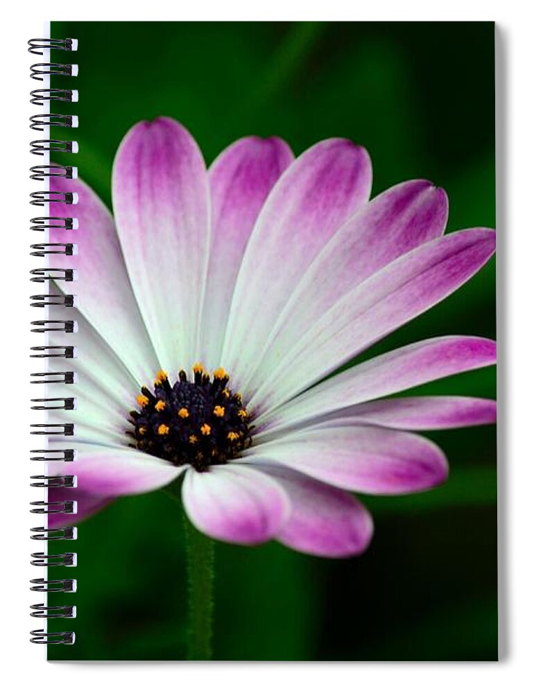 Bloom Spiral Notebook featuring the photograph Violet and white flower petals with yellow stamens blossoms by Imran Ahmed