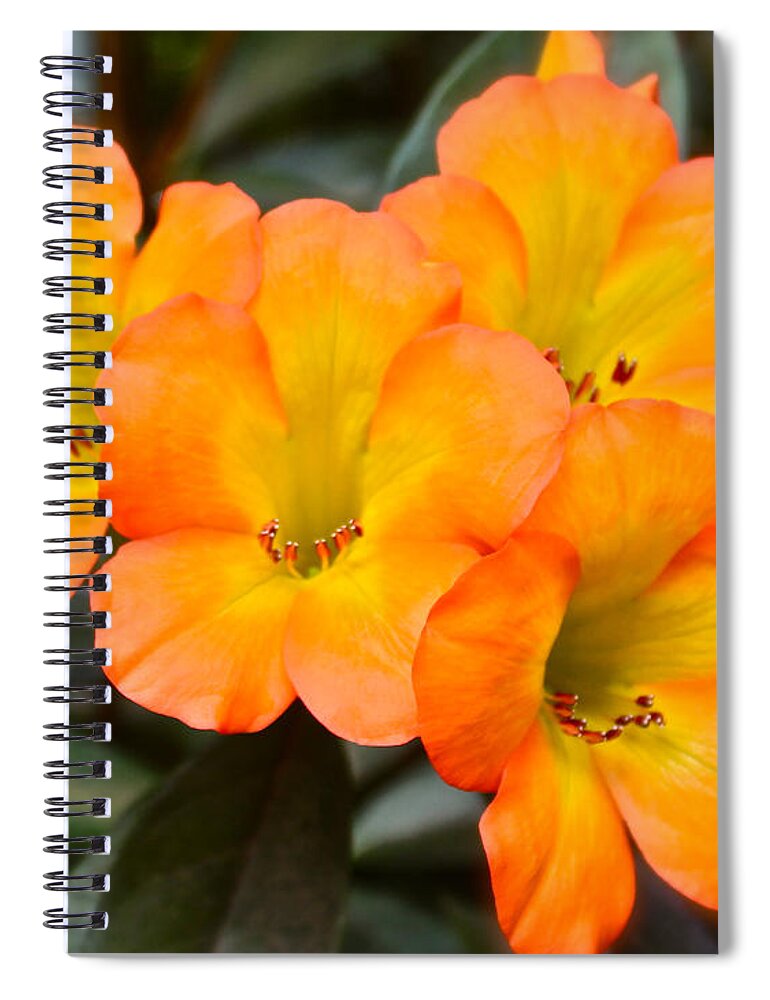 Tropical Rhododendron Spiral Notebook featuring the photograph Vireya Rhododendron by Venetia Featherstone-Witty