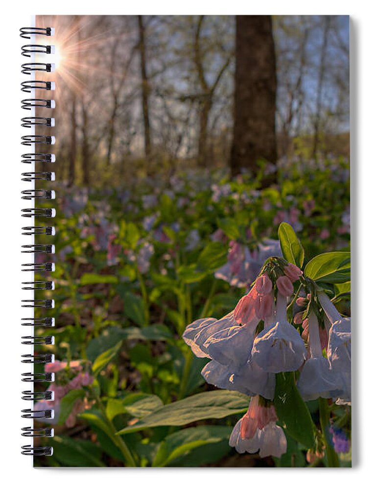 2012 Spiral Notebook featuring the photograph Virgina Bluebells by Robert Charity