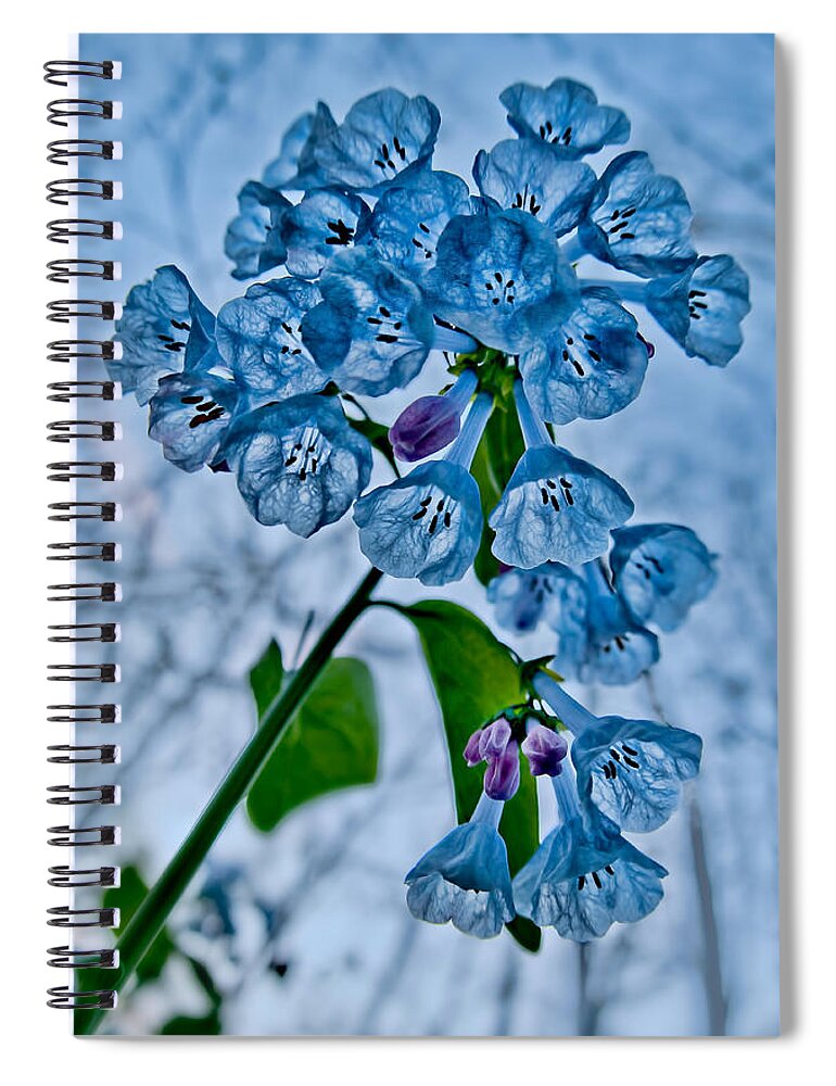 2012 Spiral Notebook featuring the photograph Virginia Bluebells by Robert Charity