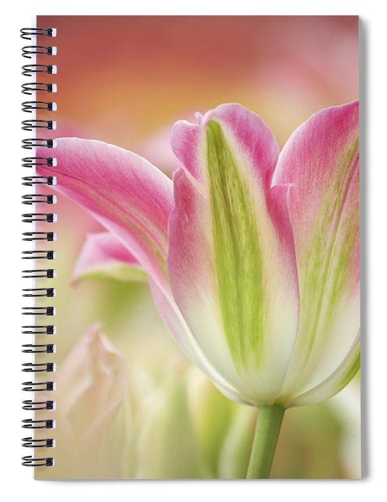 Flpa Spiral Notebook featuring the photograph Virichic Tulips by Bill Coster