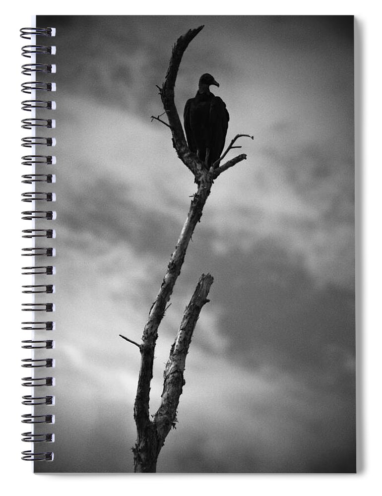 Everglades Spiral Notebook featuring the photograph Vulture Silhouette by Bradley R Youngberg