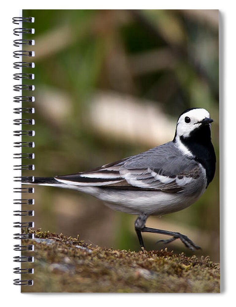 Wagtail's Step Spiral Notebook featuring the photograph Wagtail's step by Torbjorn Swenelius