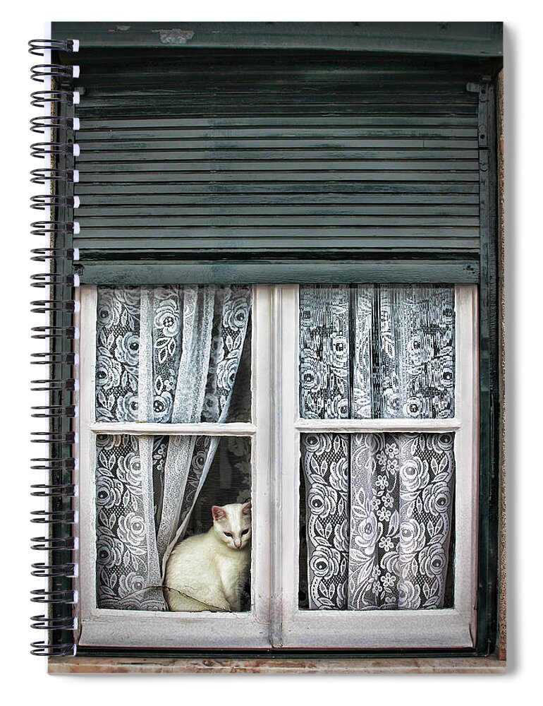 White Cat Spiral Notebook featuring the photograph Waiting for feline Romeo by Aleksander Rotner