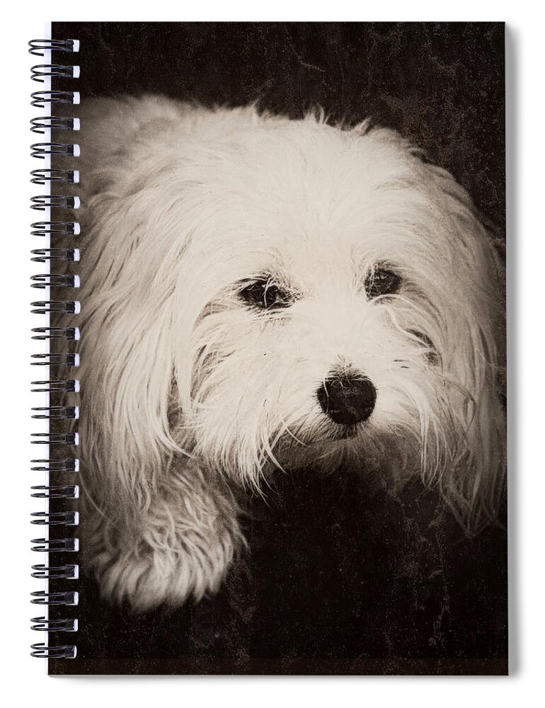 Dog Spiral Notebook featuring the photograph Waiting by Melanie Lankford Photography