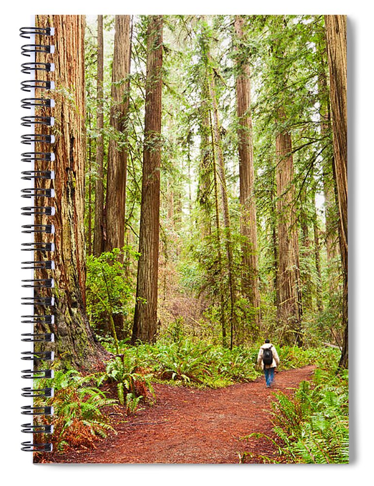 Redwoods Spiral Notebook featuring the photograph Walk Among Giants - Massive redwoods Sequoia sempervirens in Redwoods National Park. by Jamie Pham