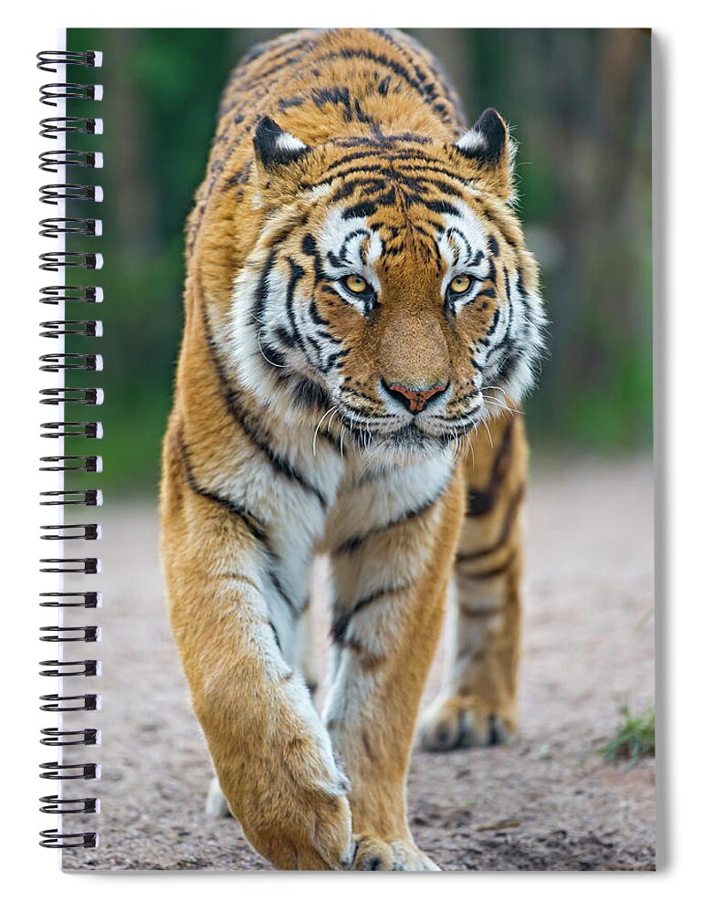 Animal Themes Spiral Notebook featuring the photograph Walking Tigress by Picture By Tambako The Jaguar
