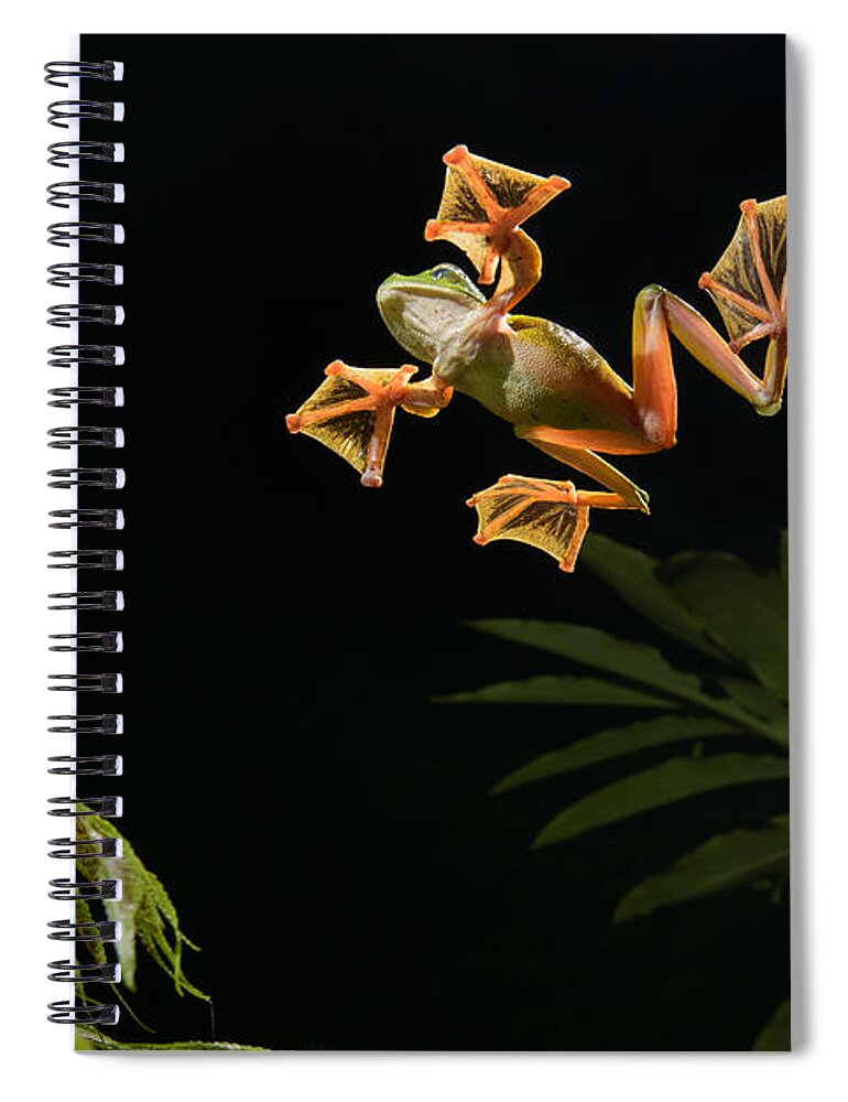 Ch'ien Lee Spiral Notebook featuring the photograph Wallaces Flying Frog Danum Valley Sabah by Ch'ien Lee