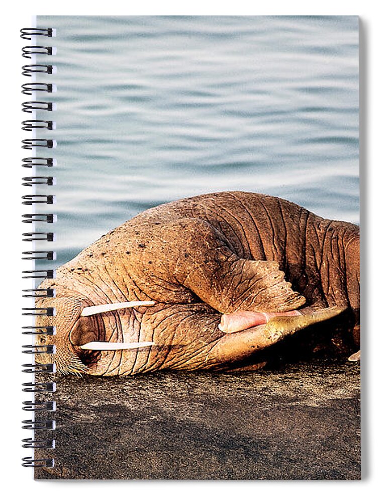 Alaska Spiral Notebook featuring the photograph Walrus Masturbating On A Rock, Alaska by Phil A. Dotson