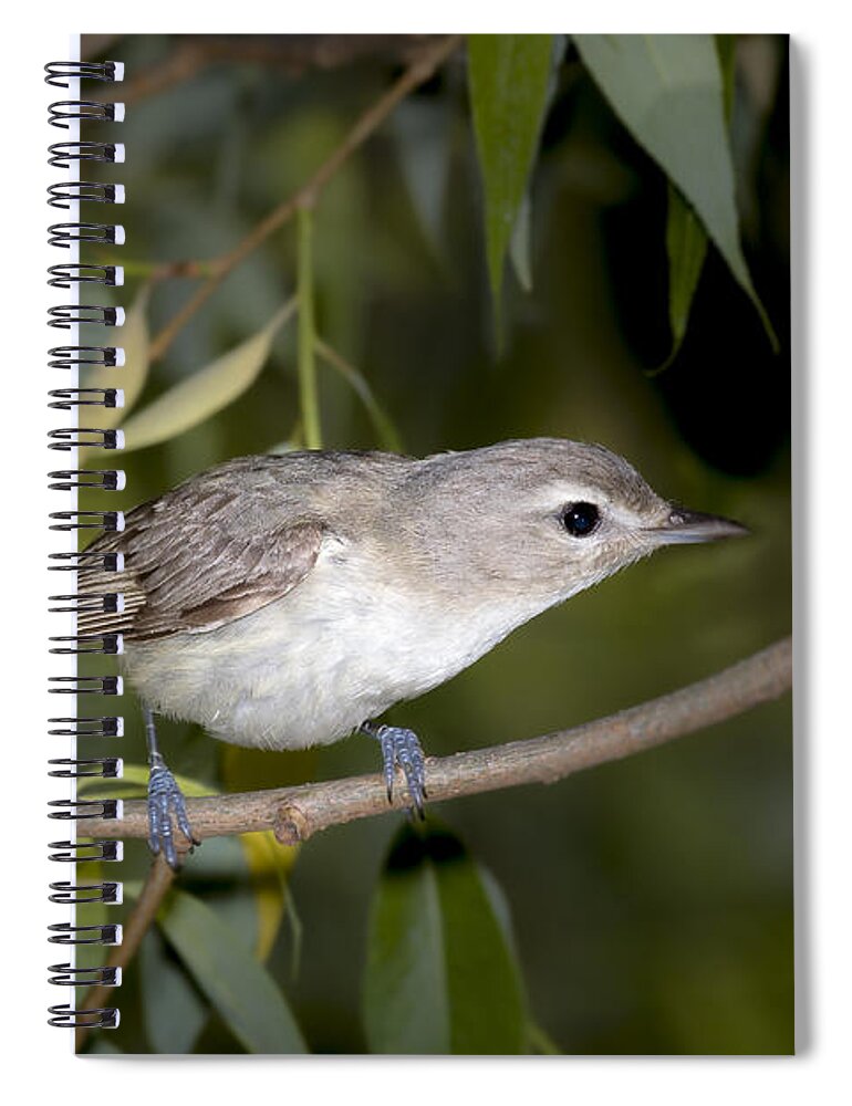 Animal Spiral Notebook featuring the photograph Warbling Vireo by Jack R Perry