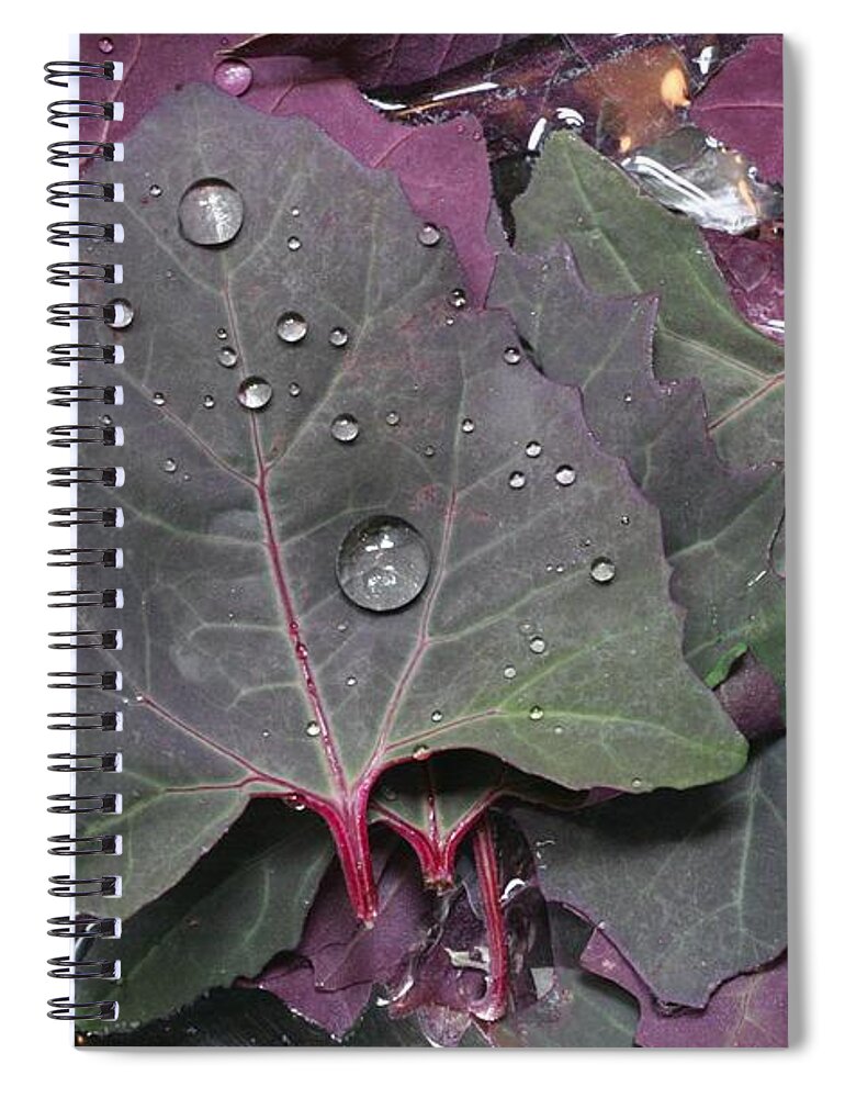 Orach Spiral Notebook featuring the photograph Washing Purple Orach by Patricia Overmoyer