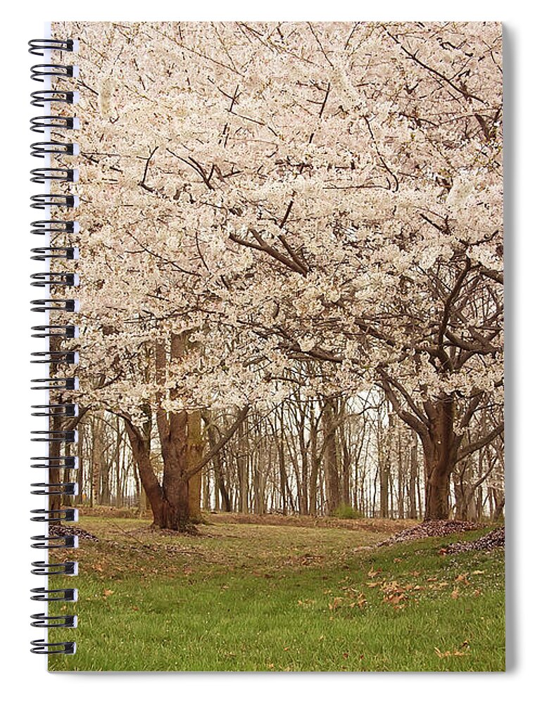 Flower Spiral Notebook featuring the photograph Washington DC Cherry Blossoms by Kim Hojnacki
