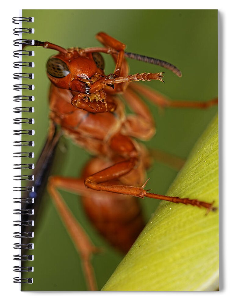 Wasp Spiral Notebook featuring the photograph Wasp 3 by Jonathan Davison