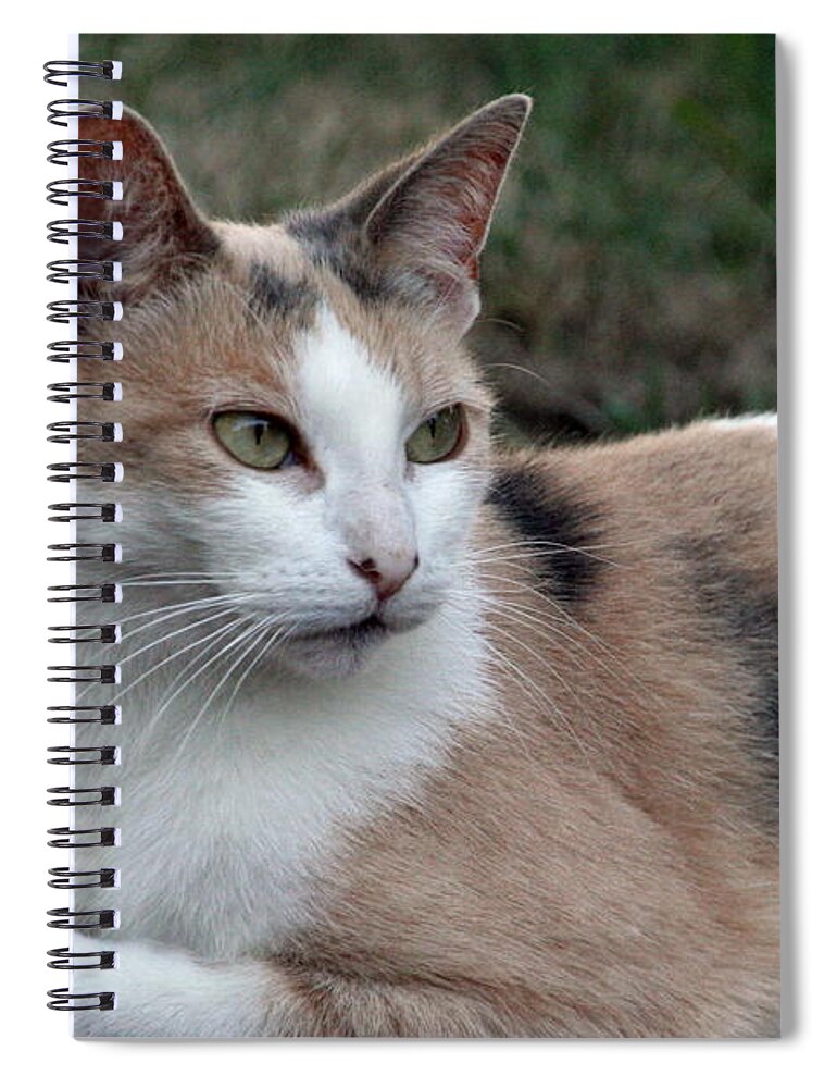 Cat Spiral Notebook featuring the photograph The Patience of a Cat by Valerie Collins