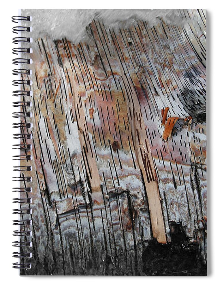 Birch Tree Spiral Notebook featuring the photograph Water and Birch by Dylan Punke