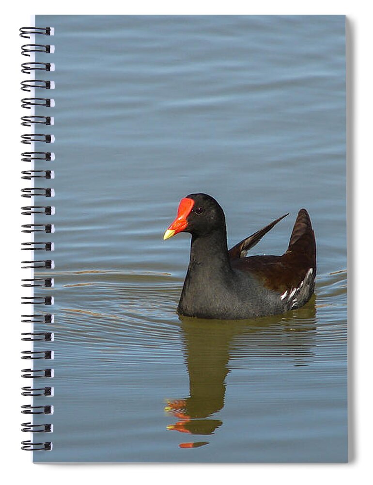 Duck Spiral Notebook featuring the photograph Moorhen II by Carl Moore