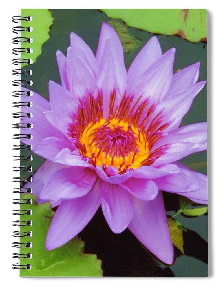 Water Lily Spiral Notebook featuring the photograph Water Lilies 005 by Robert ONeil