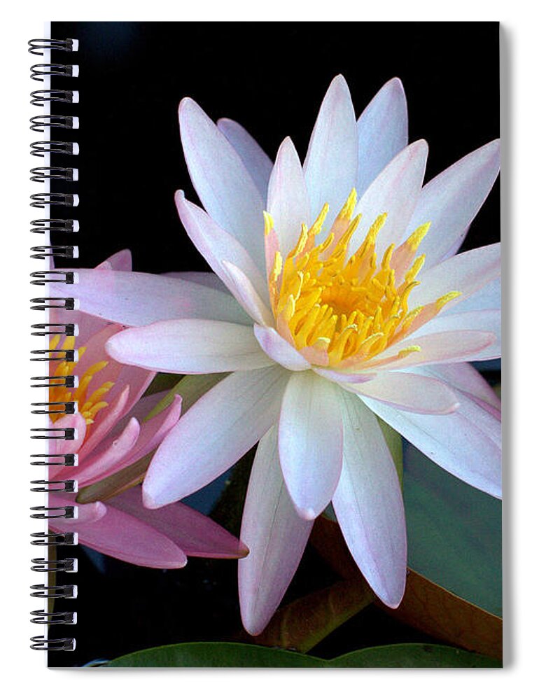 Flower Spiral Notebook featuring the photograph Water Lilies by Farol Tomson