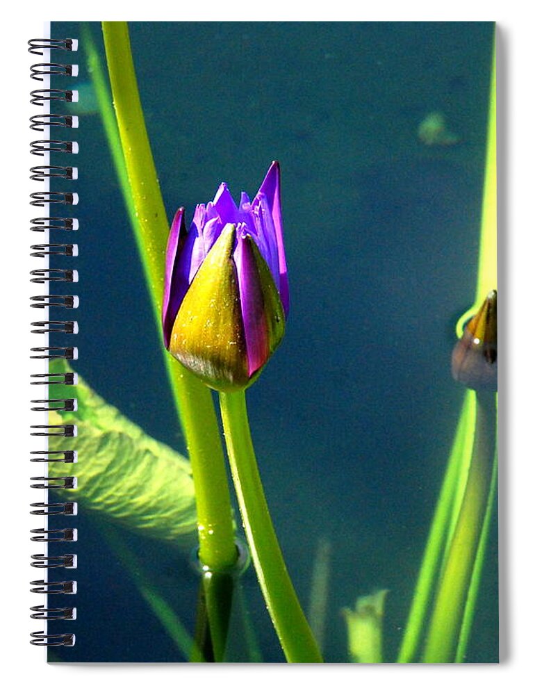 Water Lily Spiral Notebook featuring the photograph Water Lily 005 by Larry Ward