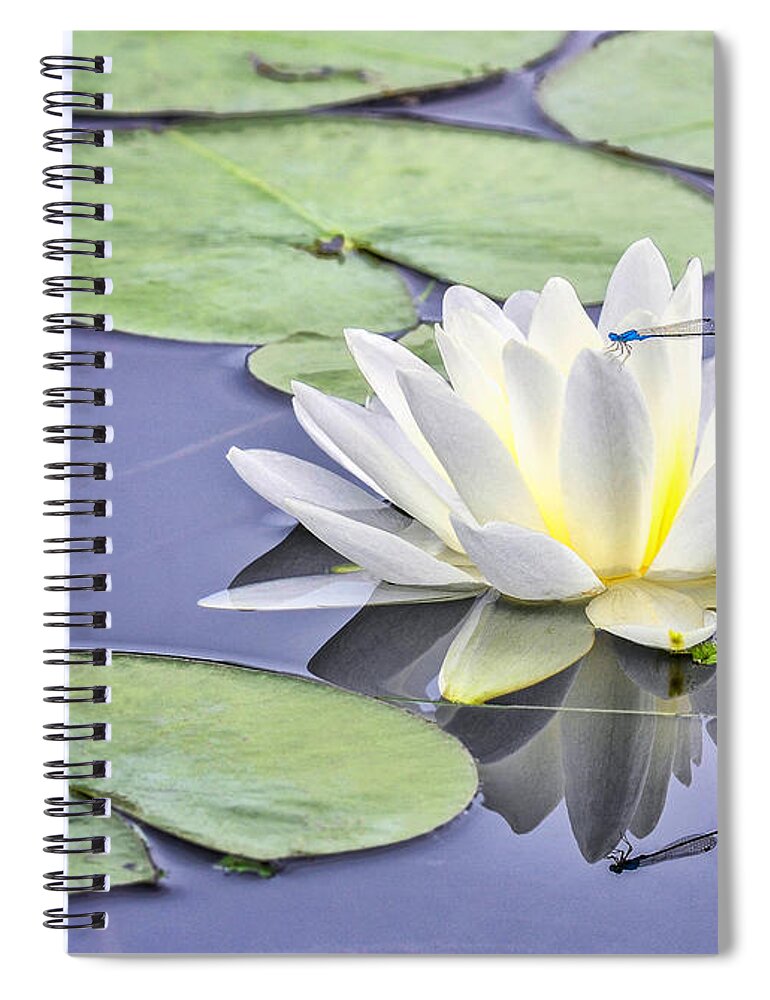Blue Dragon Fly Spiral Notebook featuring the photograph Water Lily and Dragon Fly by Peg Runyan